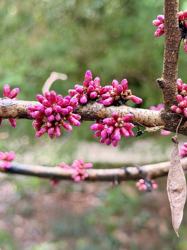 Весна в розовом - Pippa 