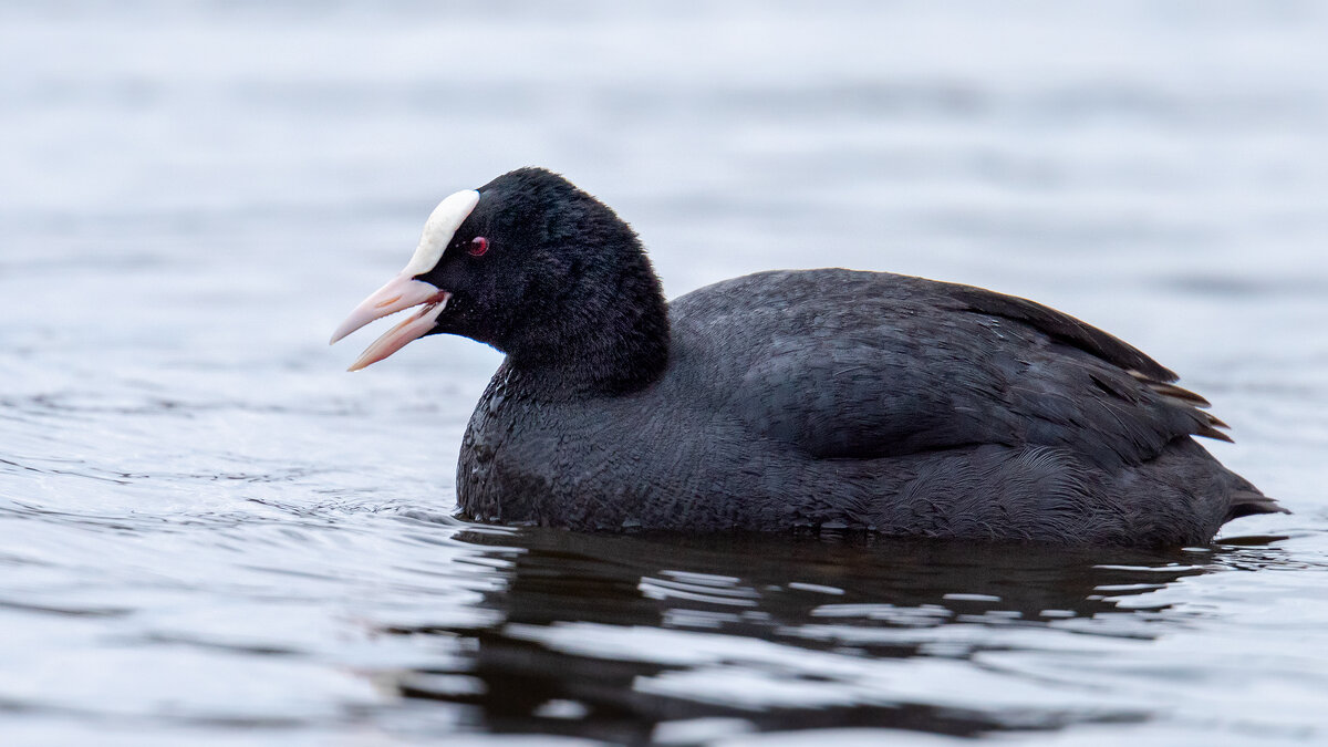 Лысуха - Владимир Лазарев