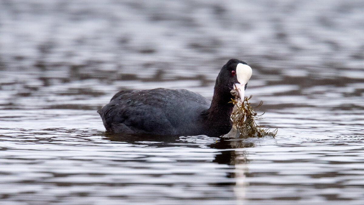 Лысуха - Владимир Лазарев