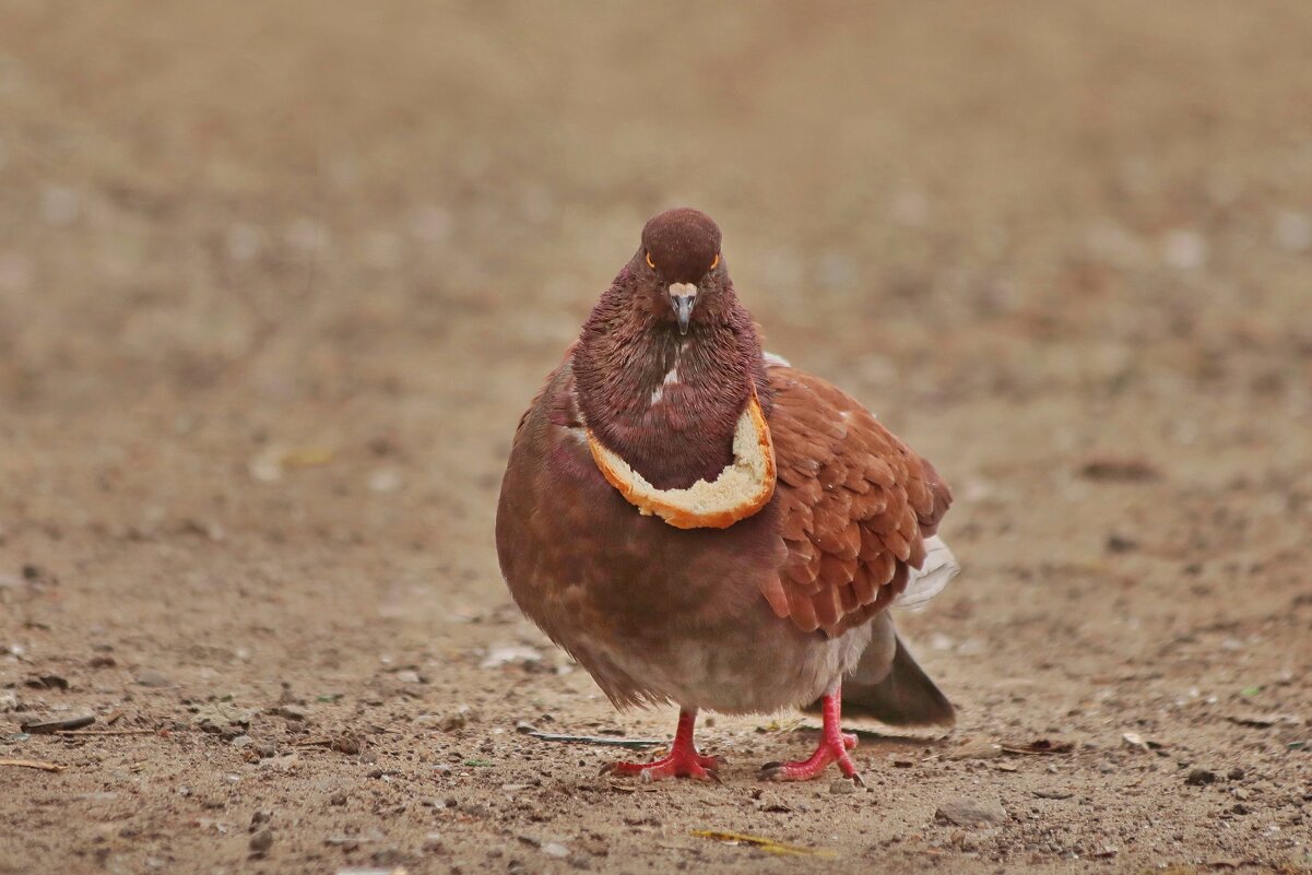 Съедобное ожерелье. - Татьяна Бравая