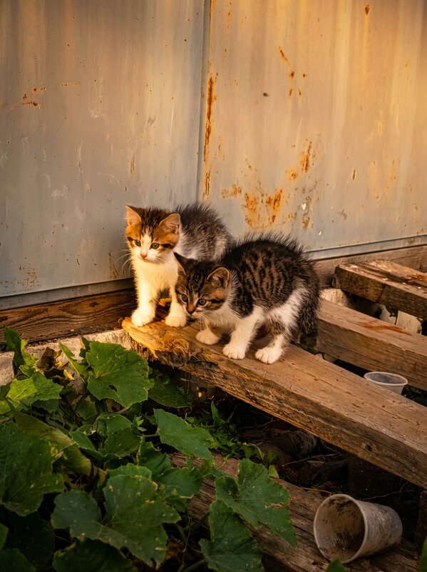 Малышка Хельга и ее брат Роки - Лилия 
