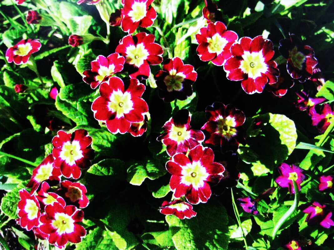 Красота в саду - Людмила Смородинская