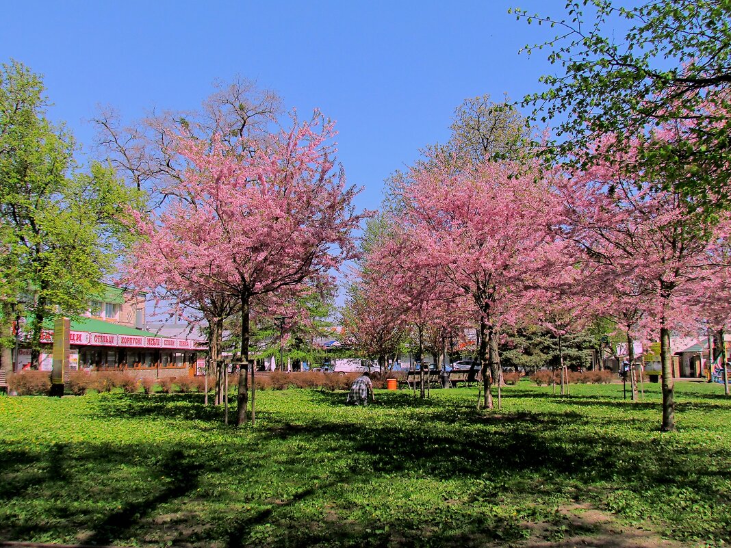 Весна - Роман Савоцкий