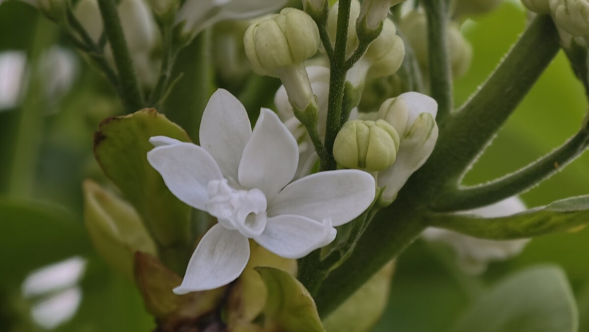 Расцветает белая сирень - Мариша Тим