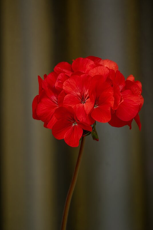 Красная герань - Игорь Сикорский