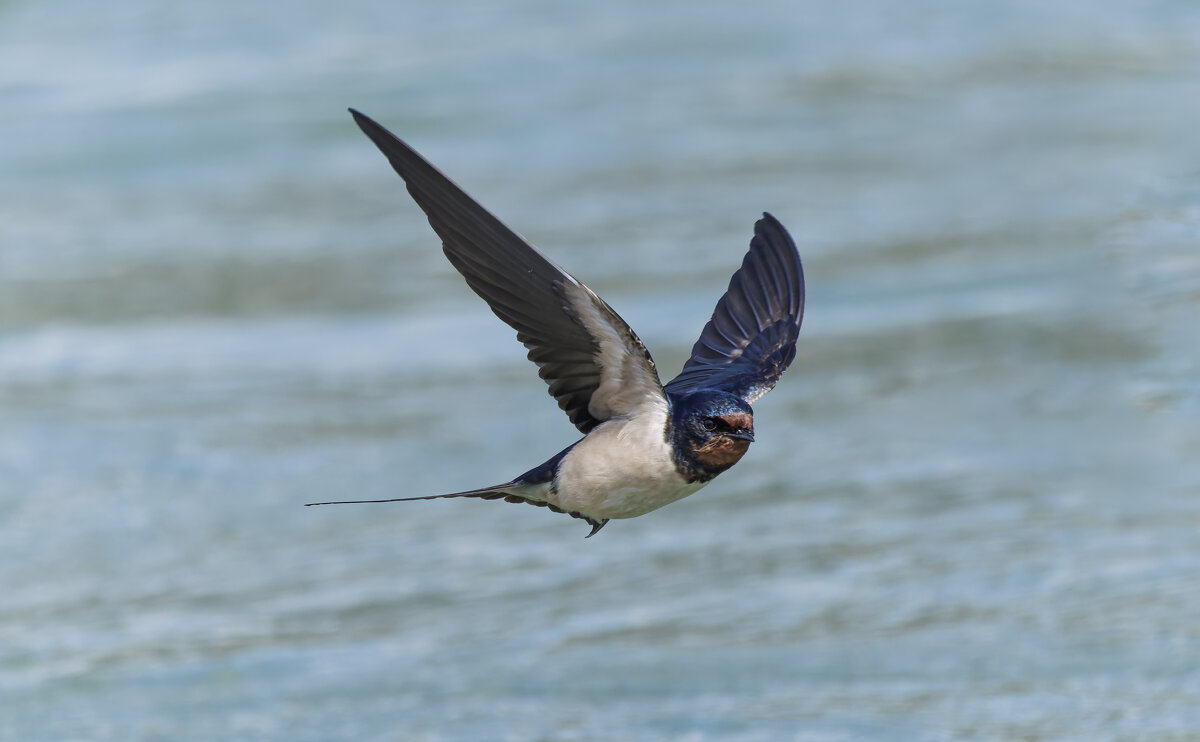 ласточка деревенская. - юрий макаров