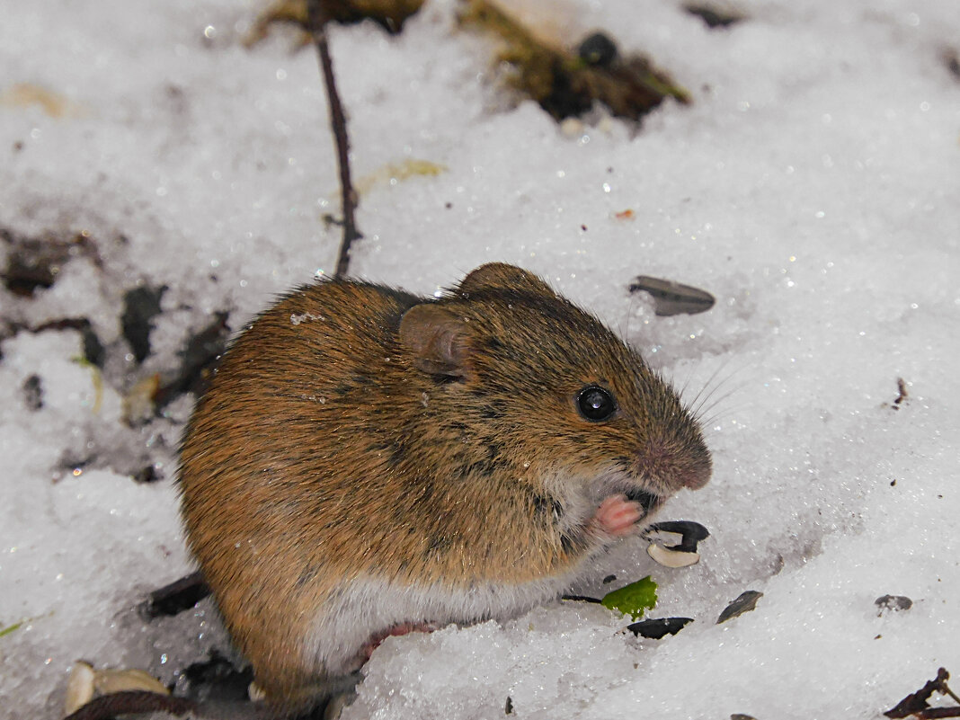 Опять зима - Лина 