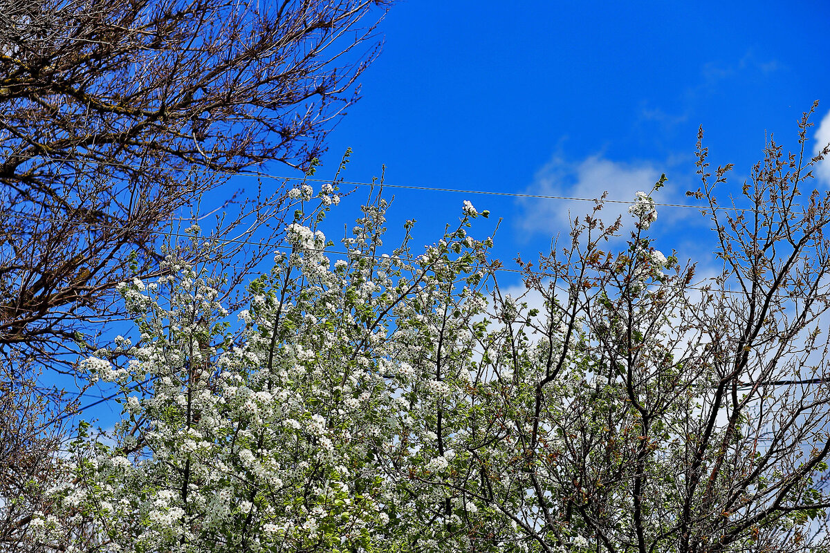 Небо и цветы - Юрий Гайворонскiий