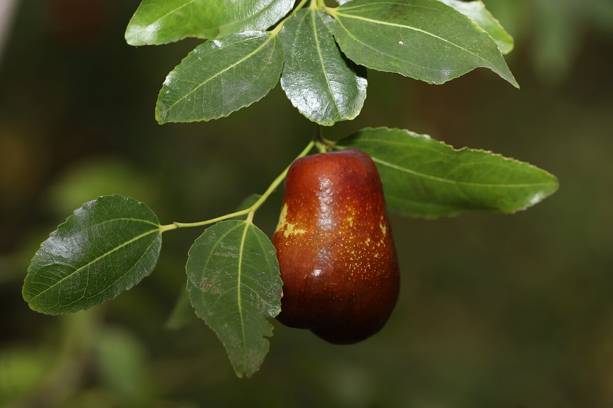Унаби - Татьяна Салиева