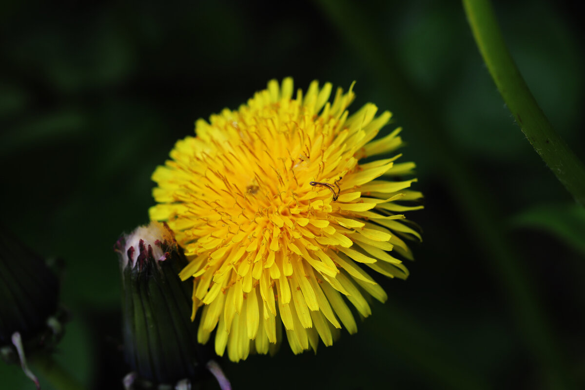 Одуванчик - Татьяна Салиева