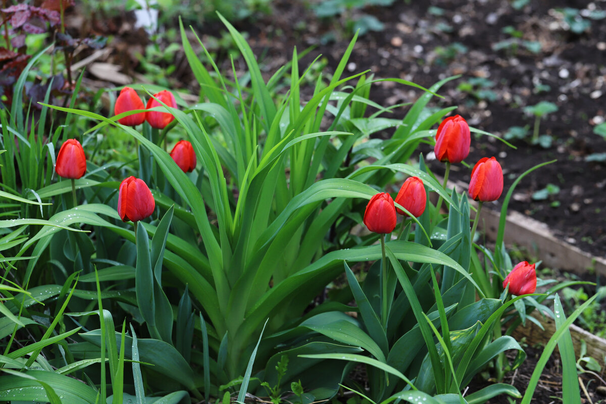 Красные тюльпаны - Татьяна Салиева