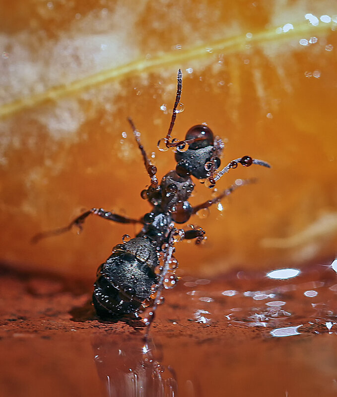 В изумрудах - Андроник Александр 