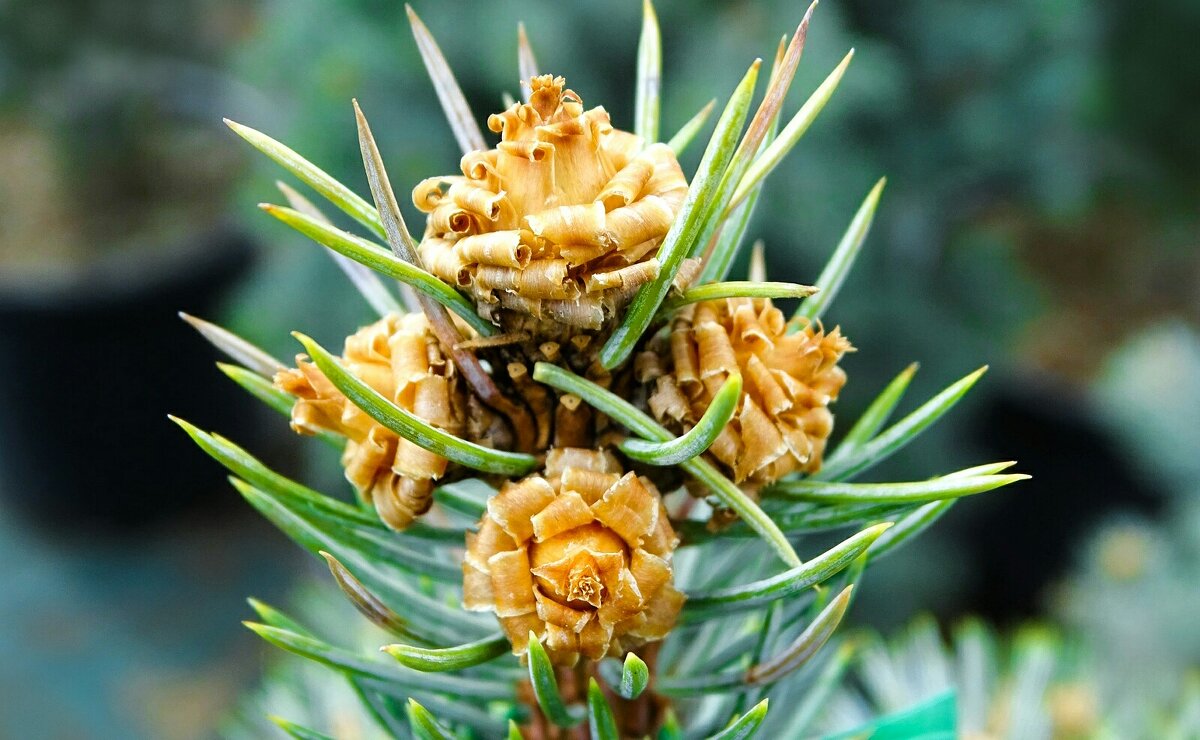 Цвет голубой ели. - Милешкин Владимир Алексеевич 