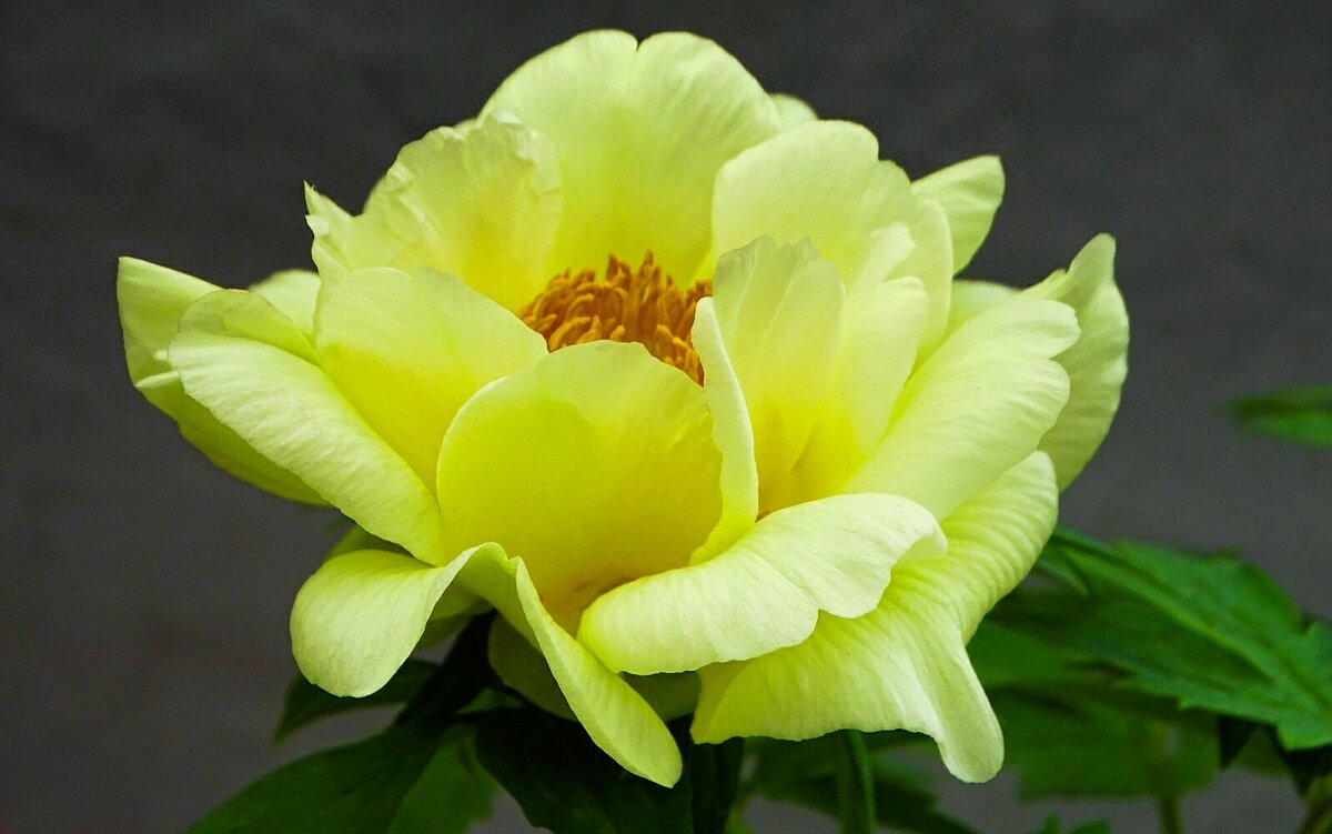 Весна и цветы. - Милешкин Владимир Алексеевич 