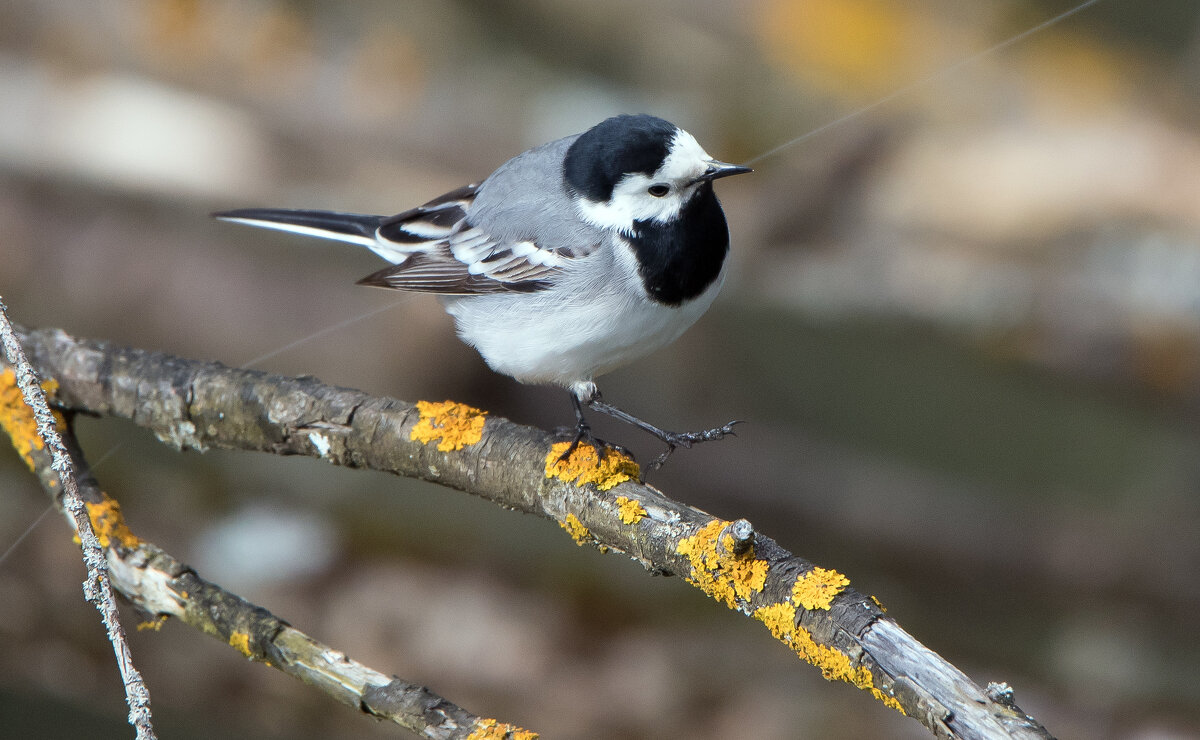 **** - Владимир Безбородов