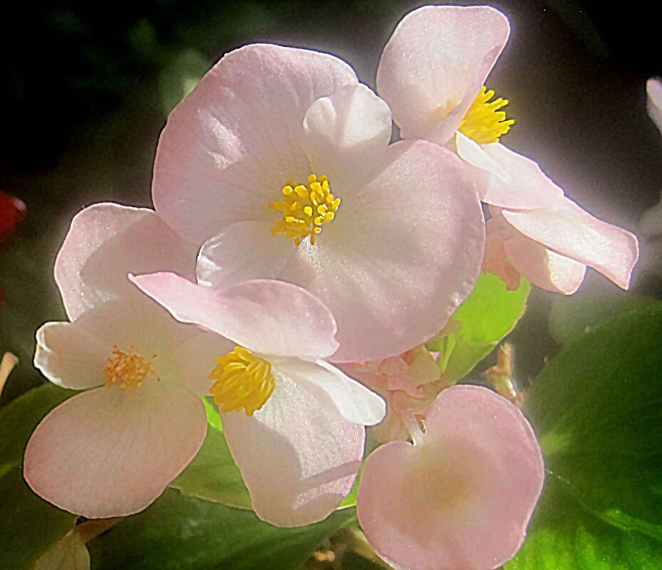 Нежность - Елена Семигина