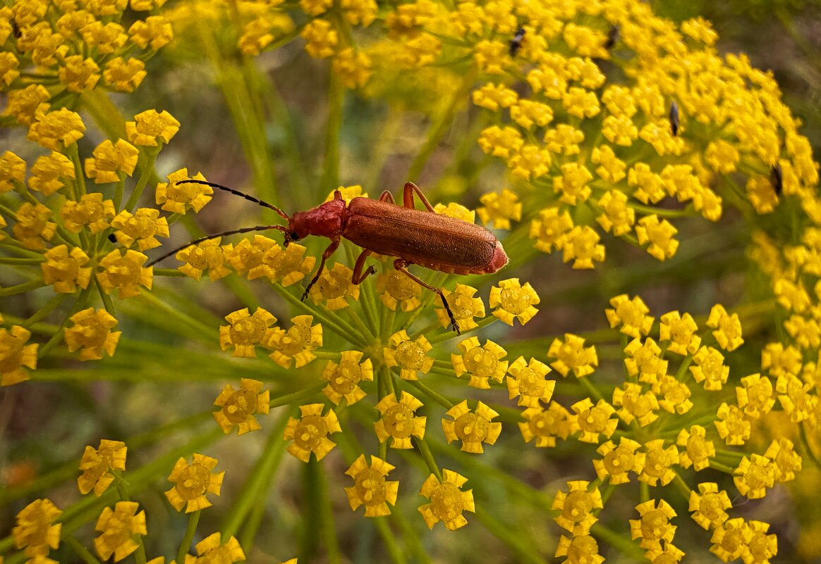 Дикий укроп или лесной фенхель. - Александр Деревяшкин