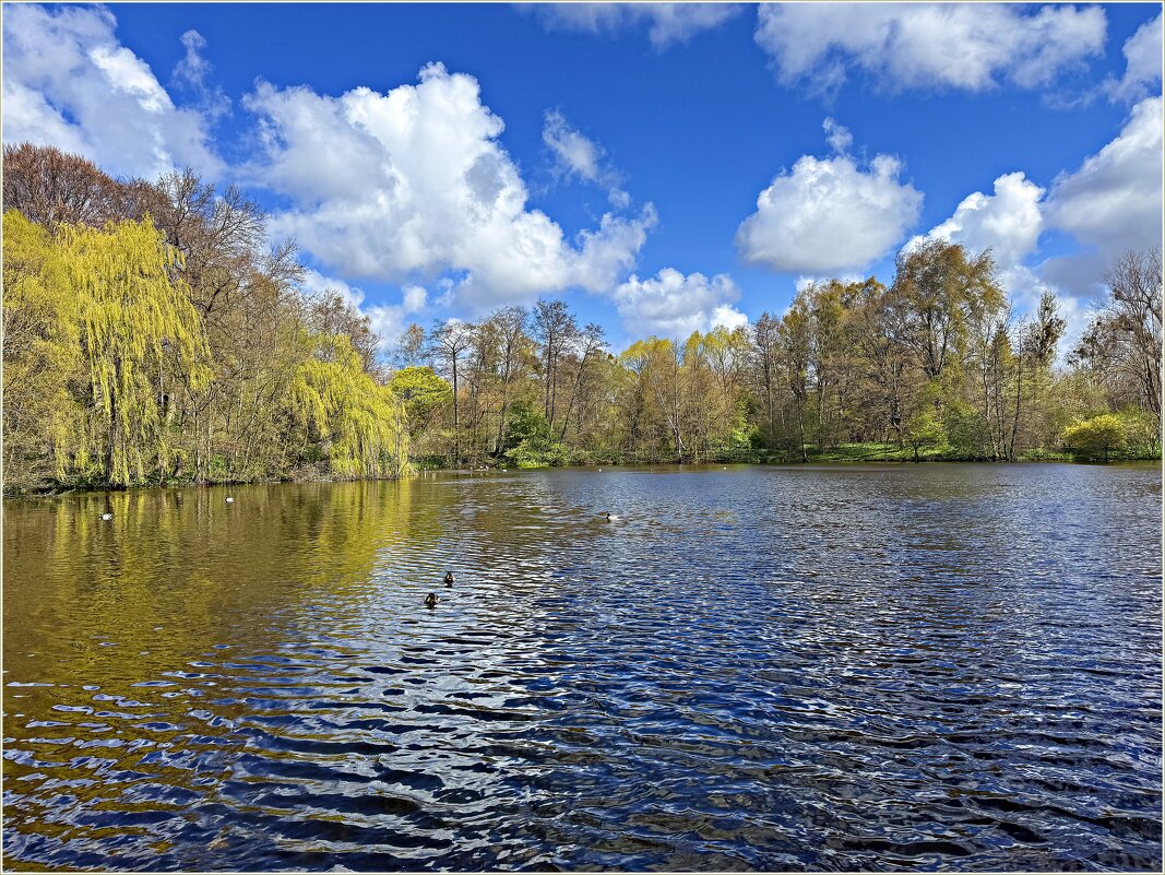Озеро Ботанического сада. - Валерия Комова