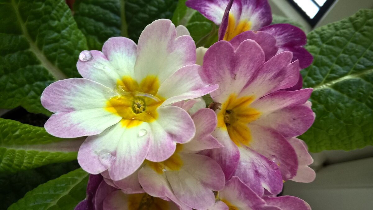 Примулы - Елена Семигина