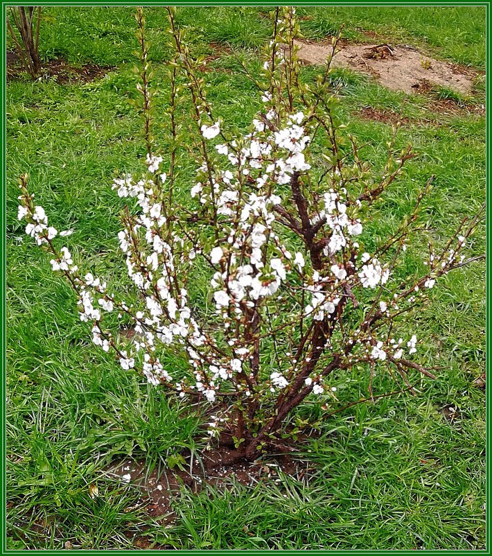 Войлочная вишня - Ольга Довженко