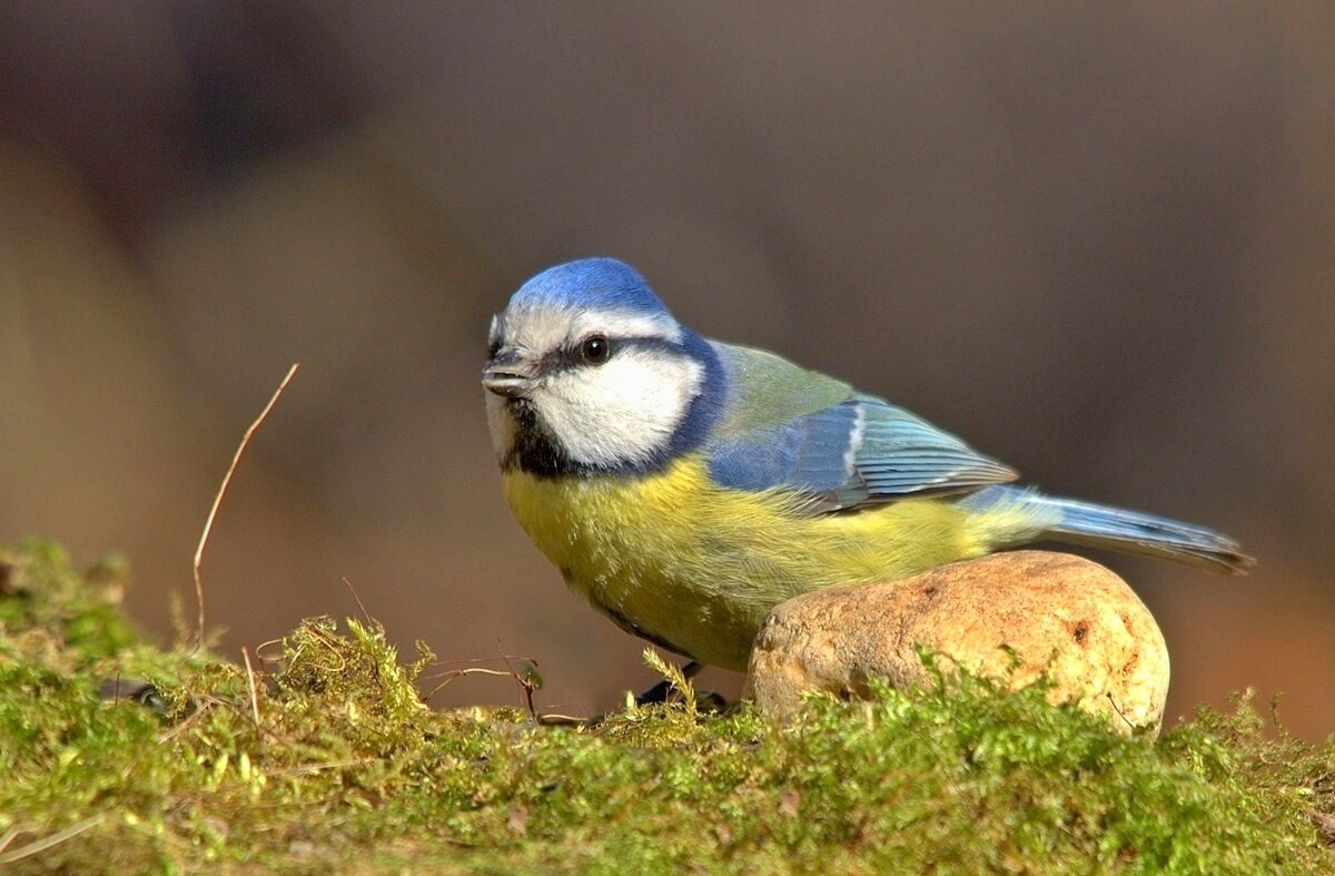 ... - Вячеслав Минаев
