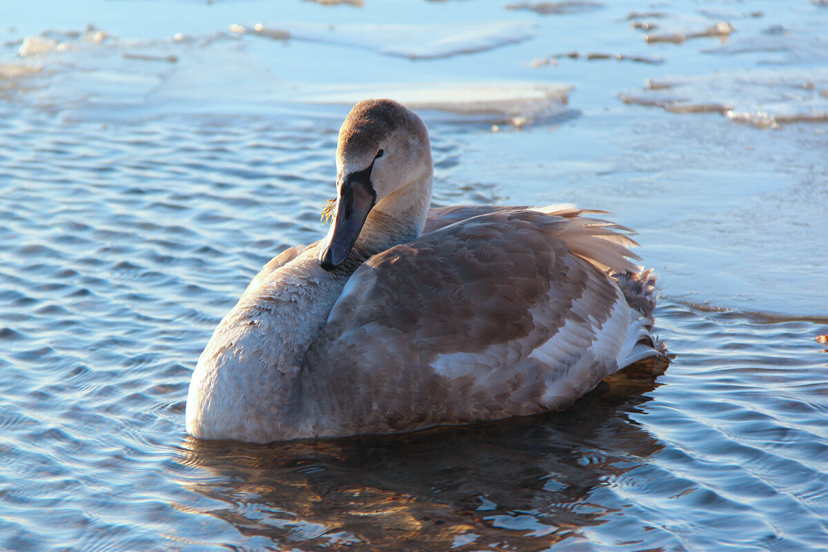 Одинокий повелитель водоёма - Сергей Сомихин