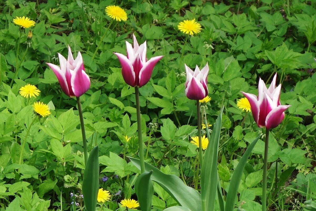 Тюльпаны - Рита Симонова