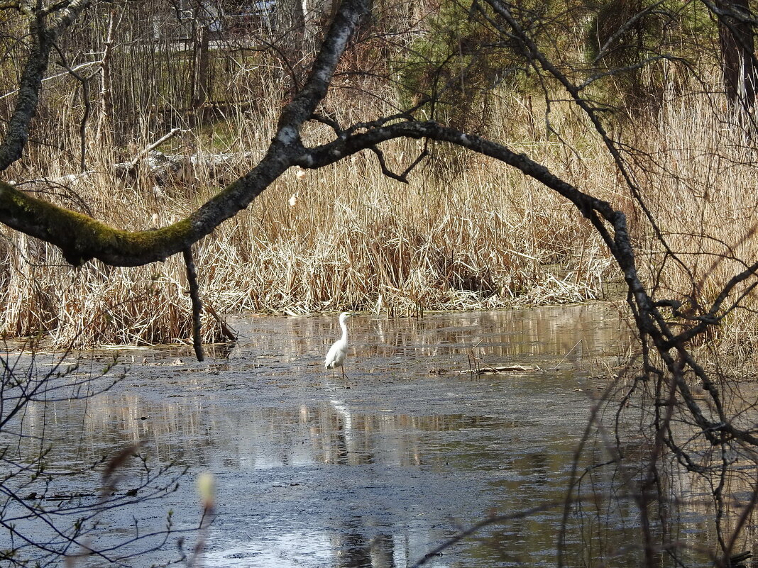 весенние зарисовки - ИННА ПОРОХОВА