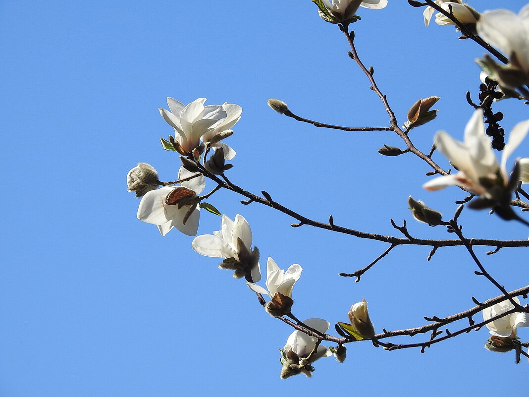 весенние зарисовки - ИННА ПОРОХОВА