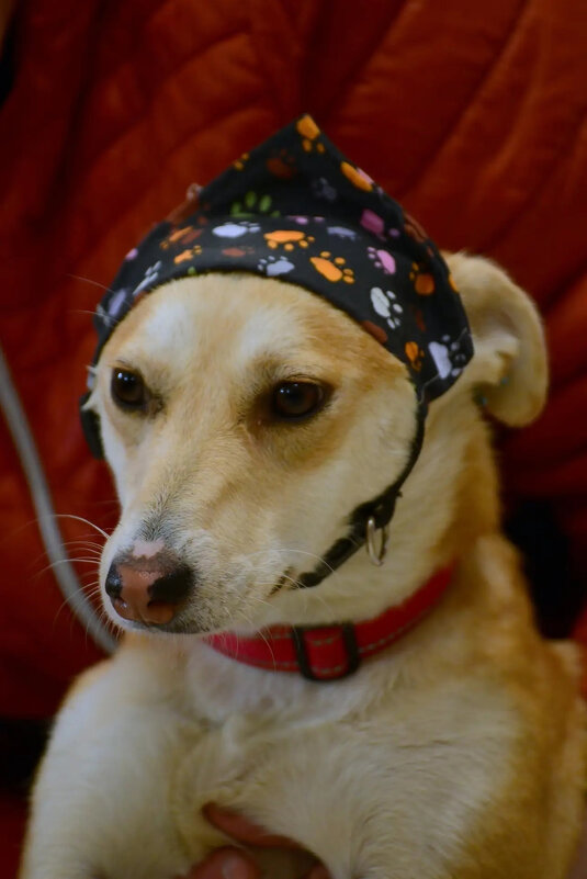 *** - Андрей Л. В.