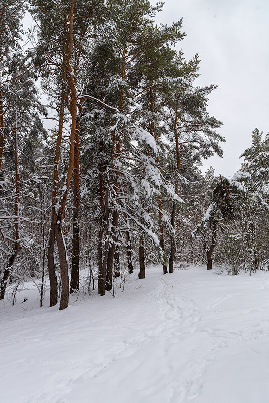 Снежные сосны в апреле - Александр Синдерёв