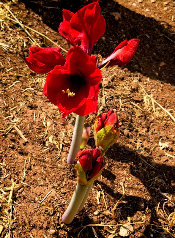 Гиппеаструмы В природе - Александр Деревяшкин