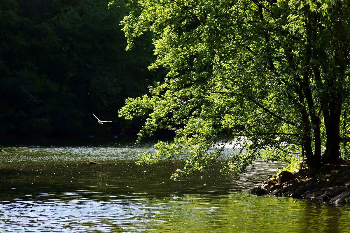 Утро - Юрий. Шмаков