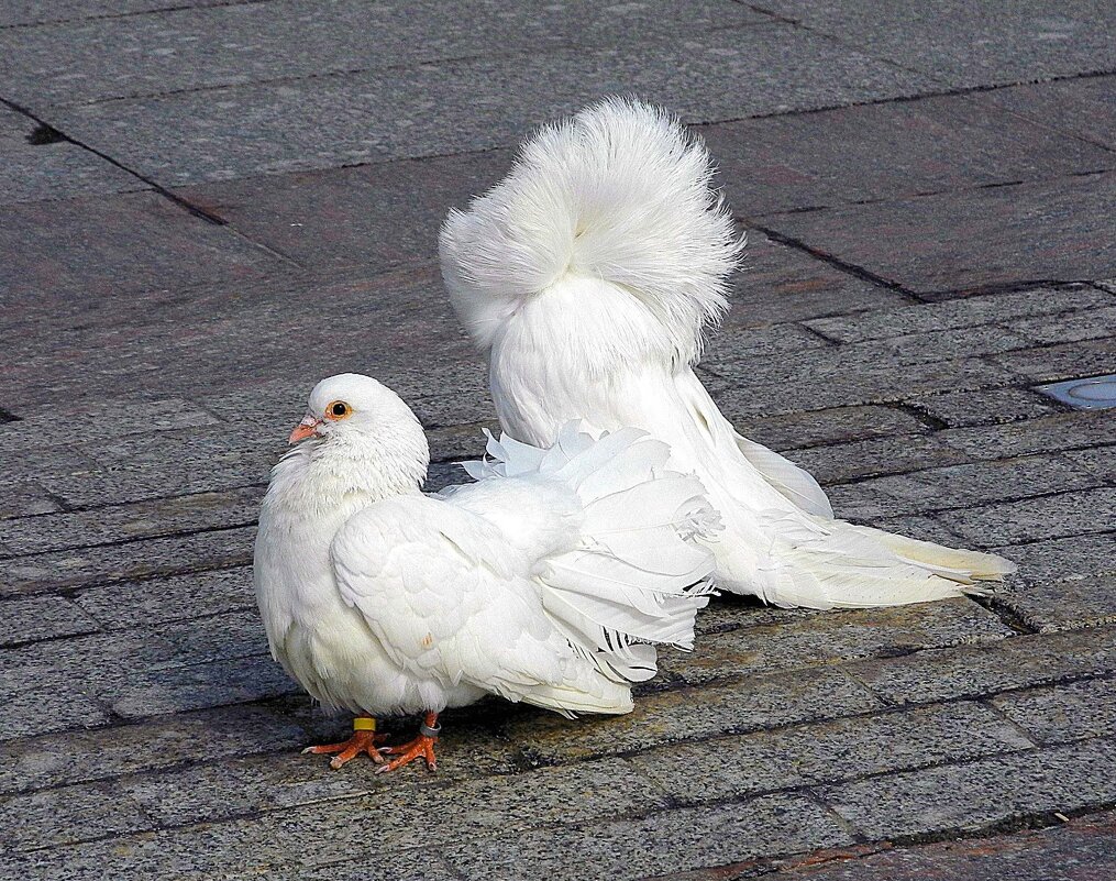 Весенний ветерок - Мария - Maria