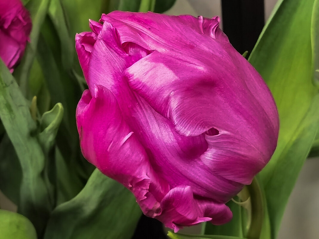 Тюльпан. - Лилия *