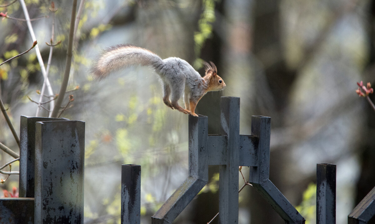 ГТО для белки. Финиш. - Владимир Безбородов