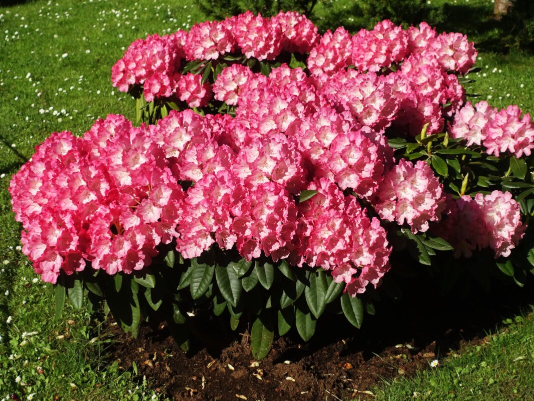 Цветущий рододендрон(новый в коллекции) - Aida10 