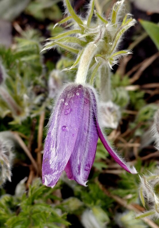Сон трава прячется от снега. - Александр Кондаков