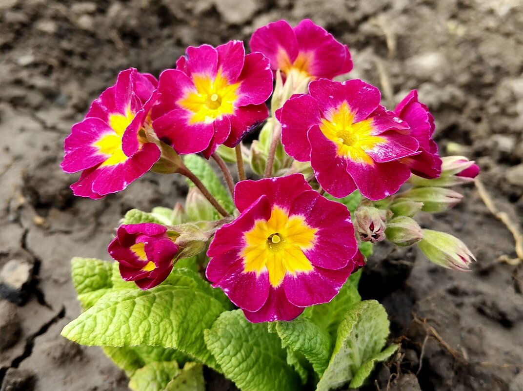 "У бабушки на окне". - Александр Кондаков