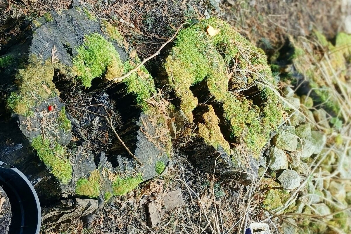 Пни - Михаил Столяров