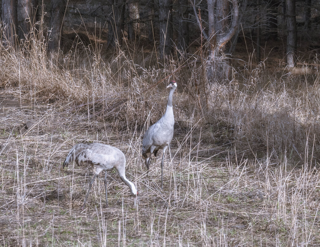****** - Володька Завитушкин