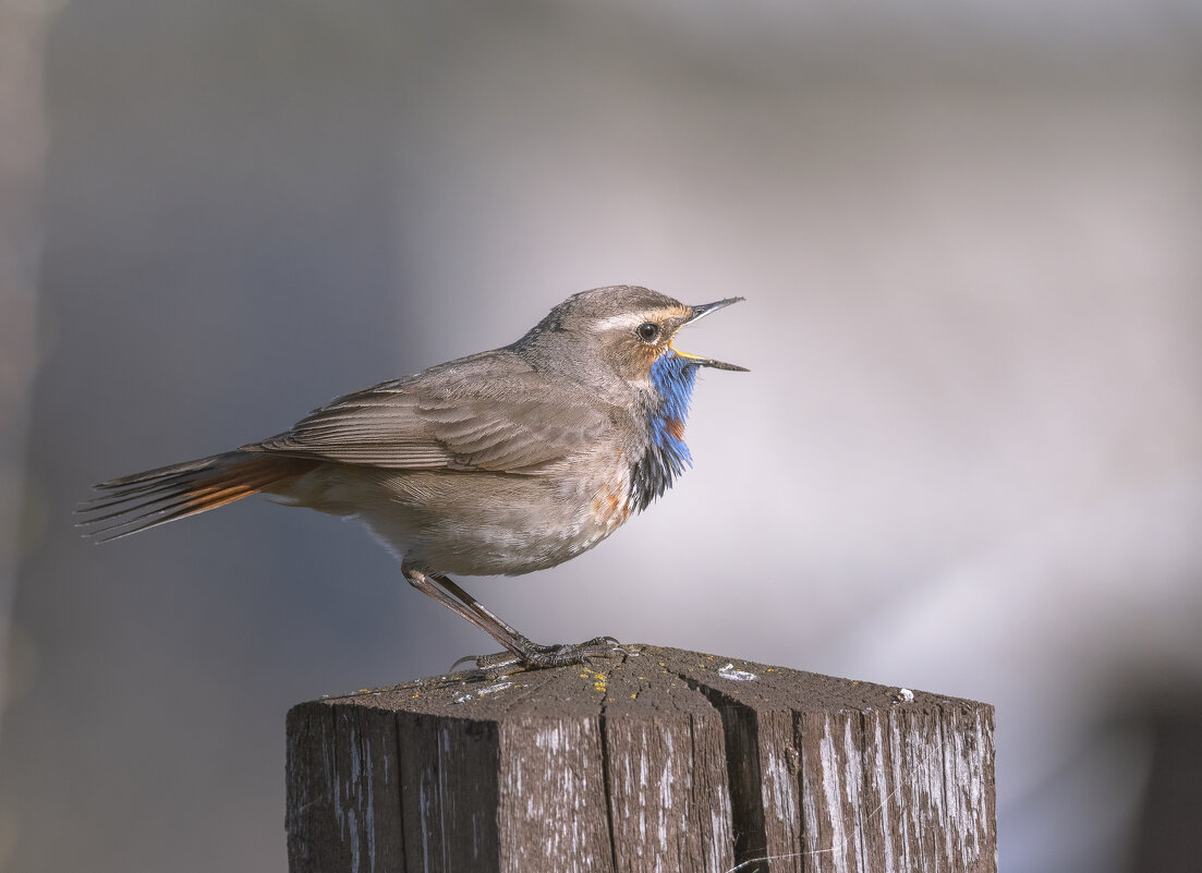 МЕСТ НЕТ, УЧАСТОК НЕ РЕЗИНОВЫЙ! - Володька Завитушкин