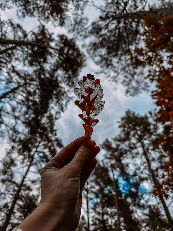 Листочек на фоне неба - Анна Пигулевская