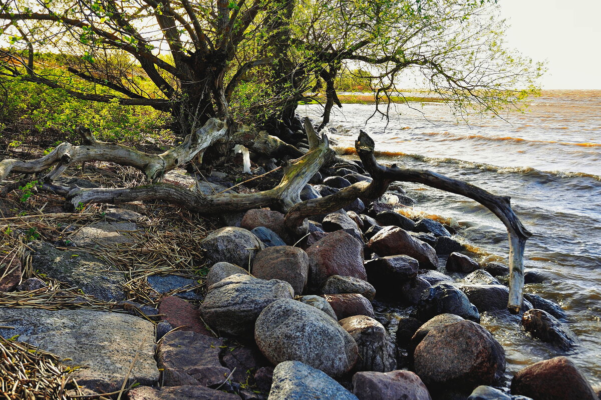 Первая зелень - В.И 
