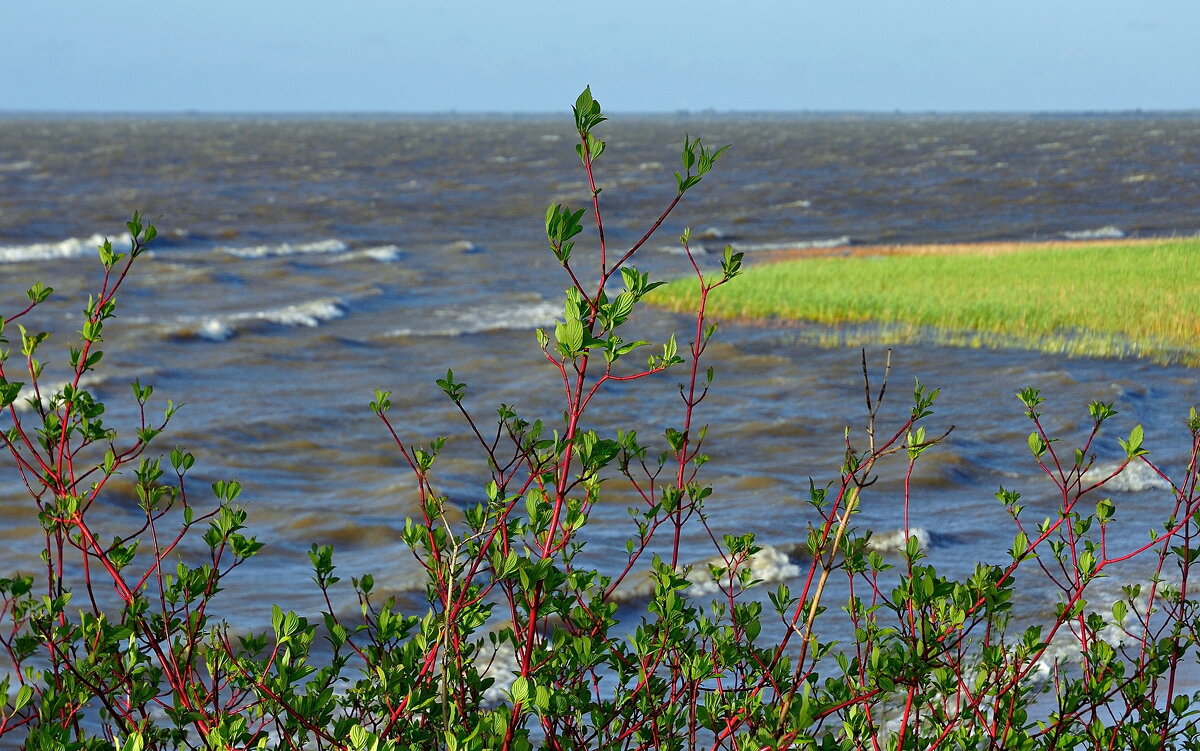 Пробивающиеся ростки после зимнего плена - В.И 
