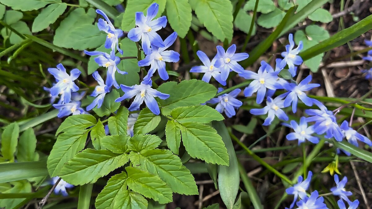 ***пролеска Люцилии*** - Olga Oskolkova