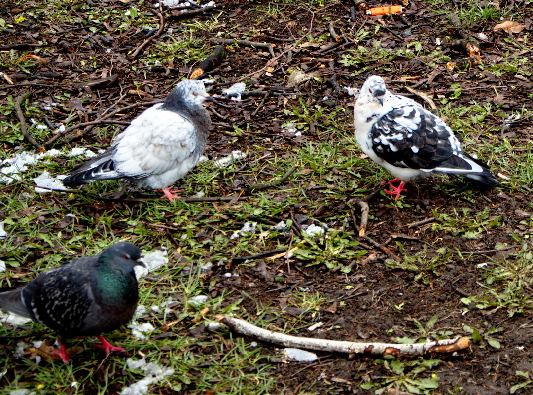 Чужой среди своих - marmorozov Морозова