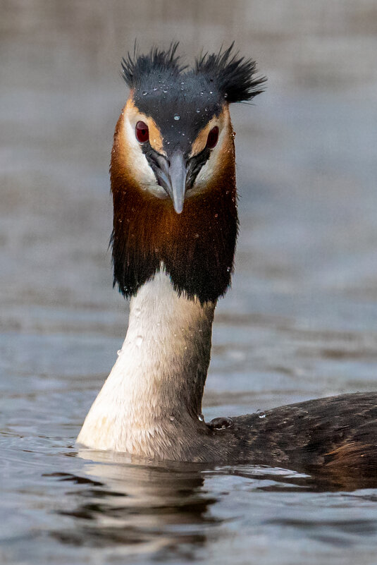 Чомга - Владимир Лазарев