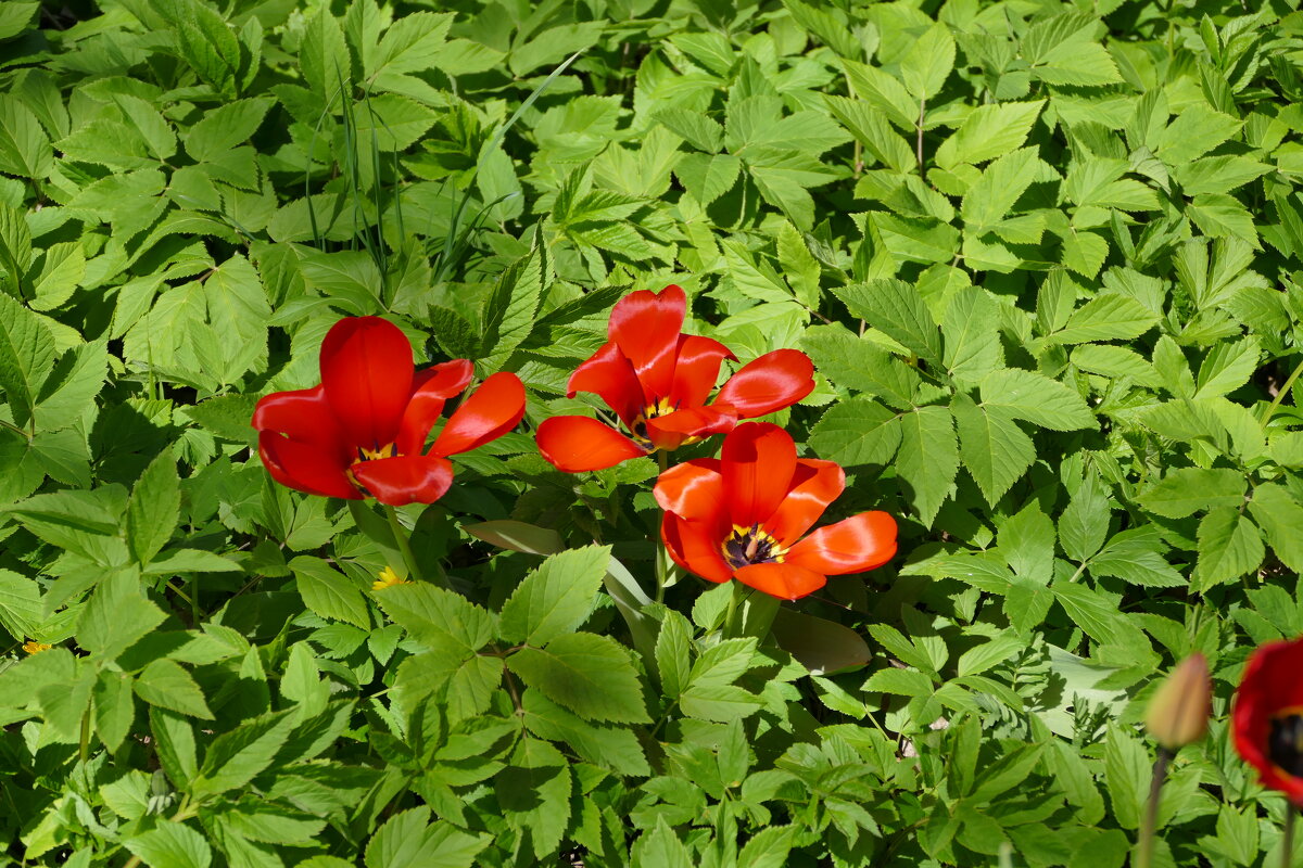 Быстрый репортаж. Первый майский цвет.01,05,2026 - Виктор Савельев