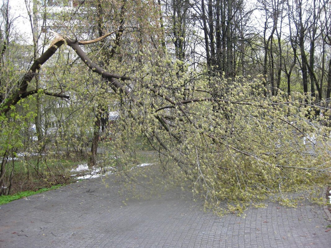 Дерево в парке - Дмитрий Никитин